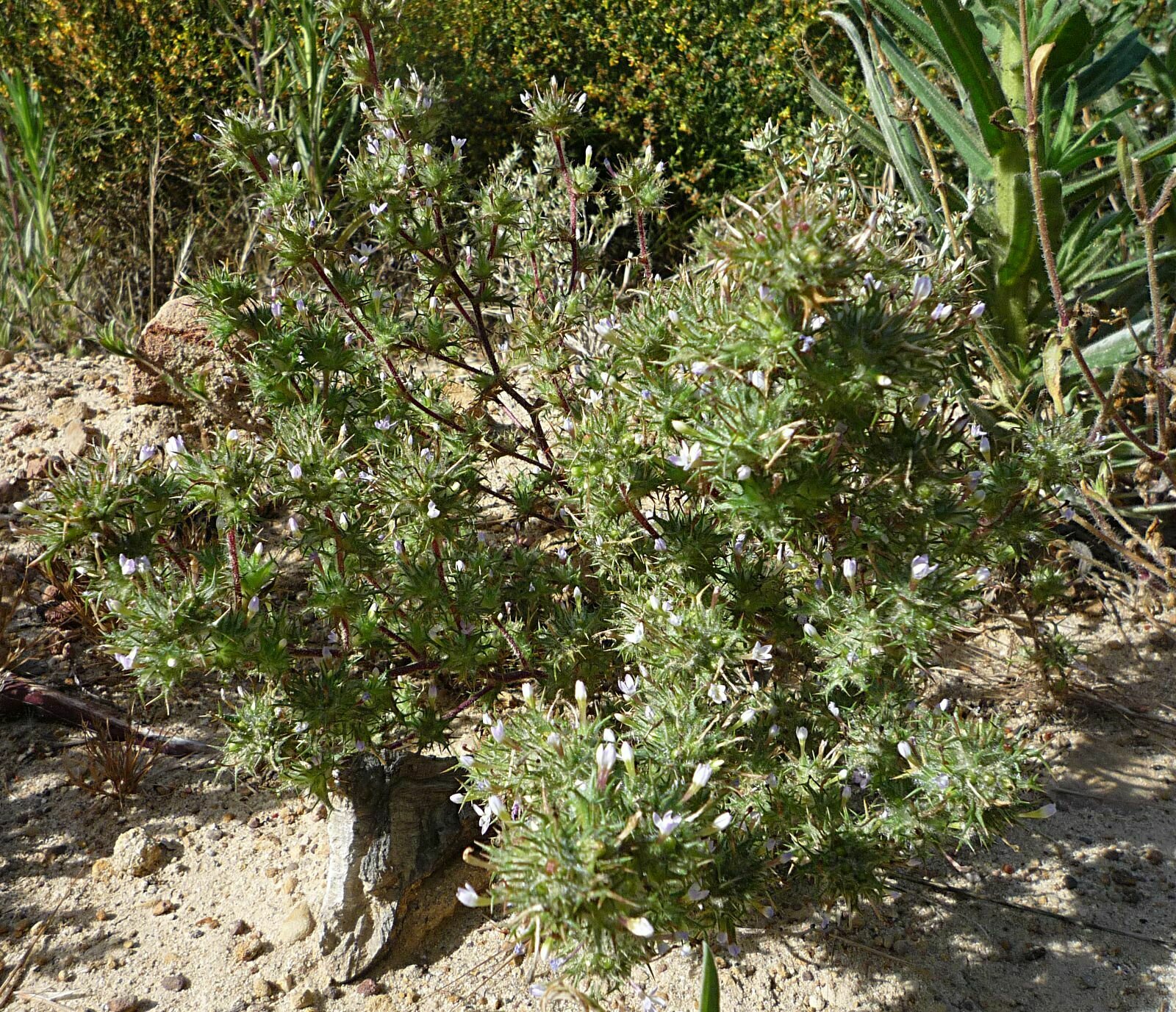 High Resolution Navarretia hamata Plant